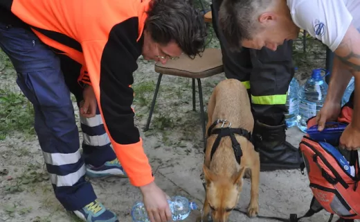 Bieg Szlak Trafi w Parchatce - 1.8.2015 - 2